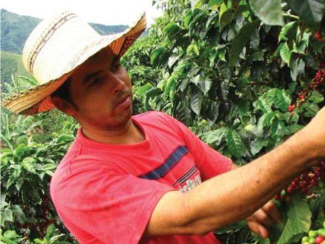 La cosecha cafetera reactiva la economía en Risaralda