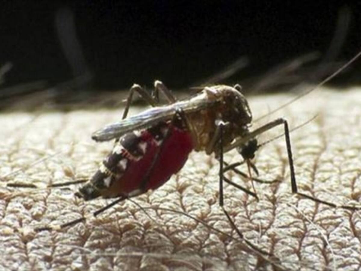 ​Colombia tiene 51 municipios en alerta por Chikungunya