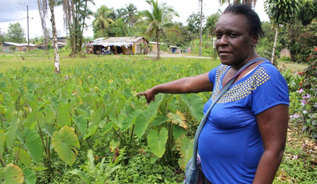 Amparo Largacha Caicedo y sus cultivos de papa china en el bajo Calima.