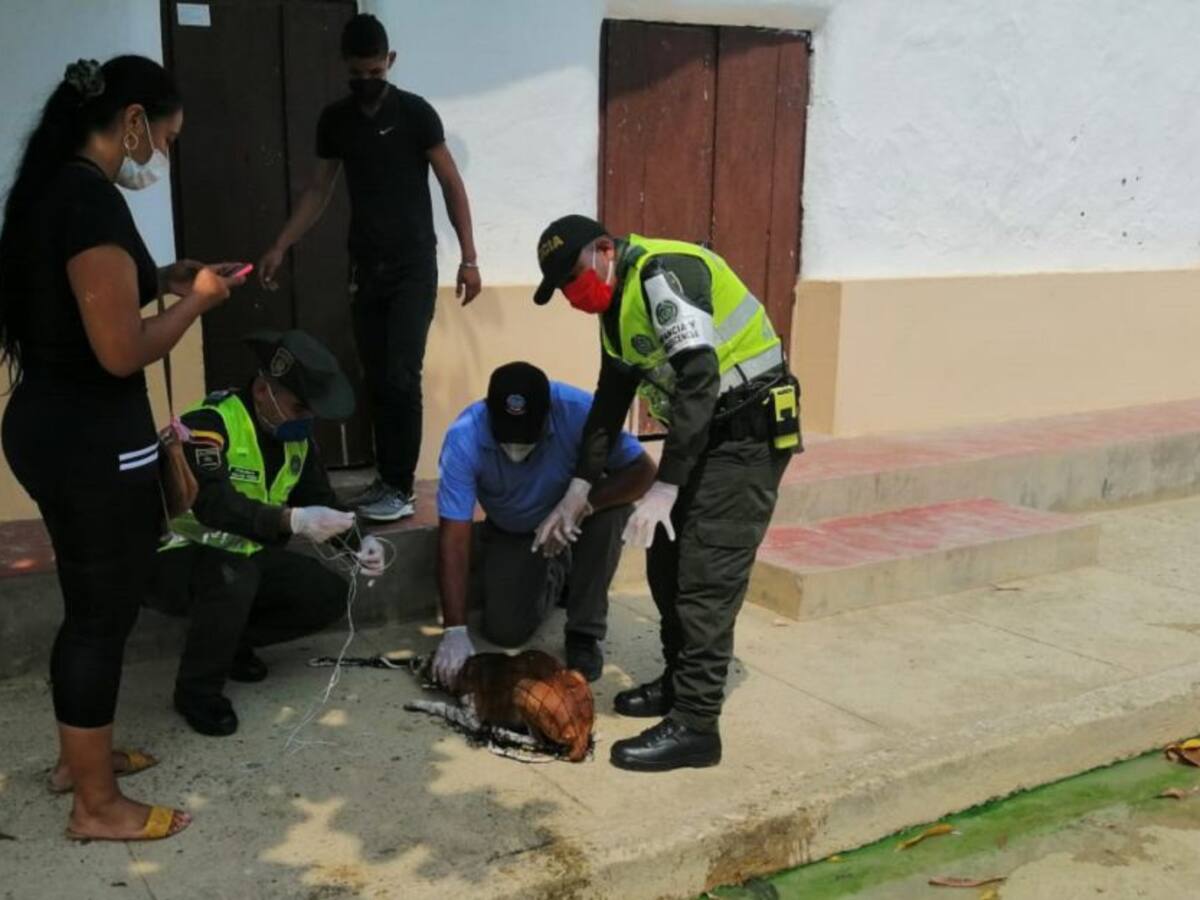 Policía de Bolívar rescata perro en condición de calle