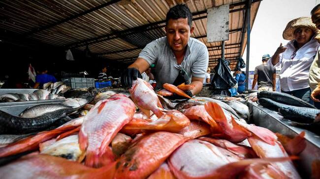 Pérdidas económicas sufriría este gremio de la economía a causa de la acides del agua generada por las lluvias reportadas.