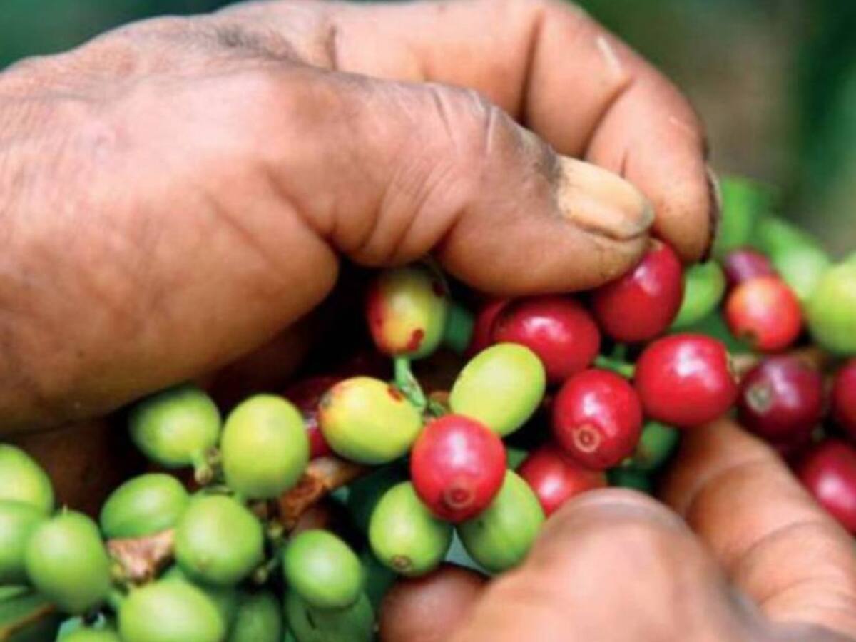 Cafeteros del Quindío son optimistas por los buenos precios del grano