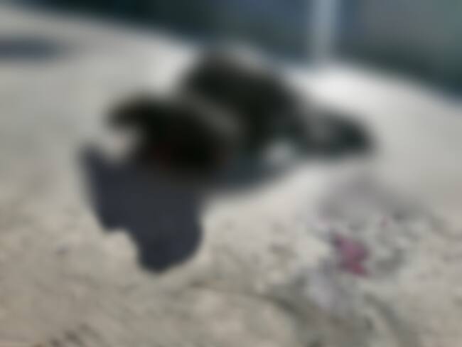 ¡Indignante! Asesinan a un canino en Santa Marta de un disparo en la cabeza