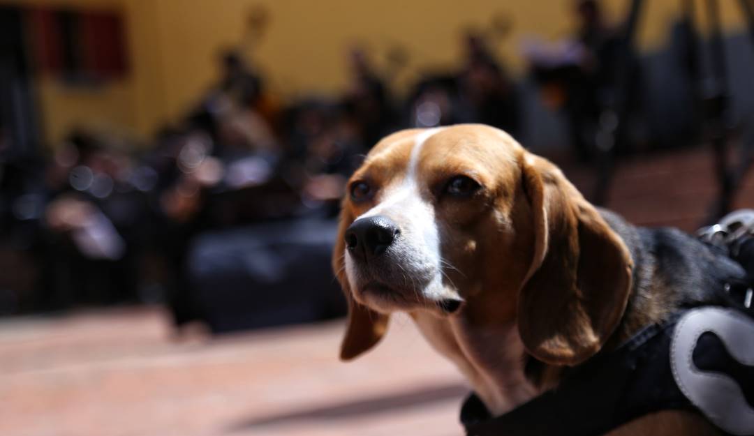 Mascotas en Bogotá. Foto: Colprensa.