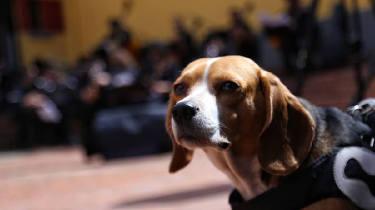 ICA reduce tiempos para expedición de certificados sanitarios de mascotas