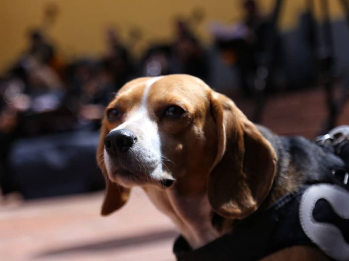 ICA reduce tiempos para expedición de certificados sanitarios de mascotas