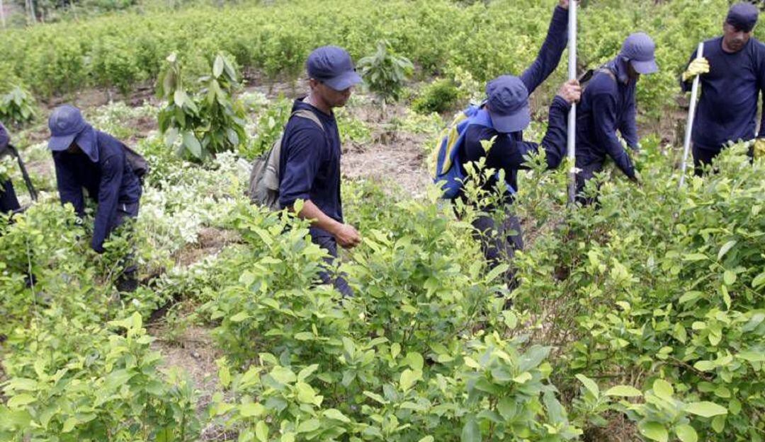El 50% de los municipios del Valle tienen problemas de cultivos ilícitos.