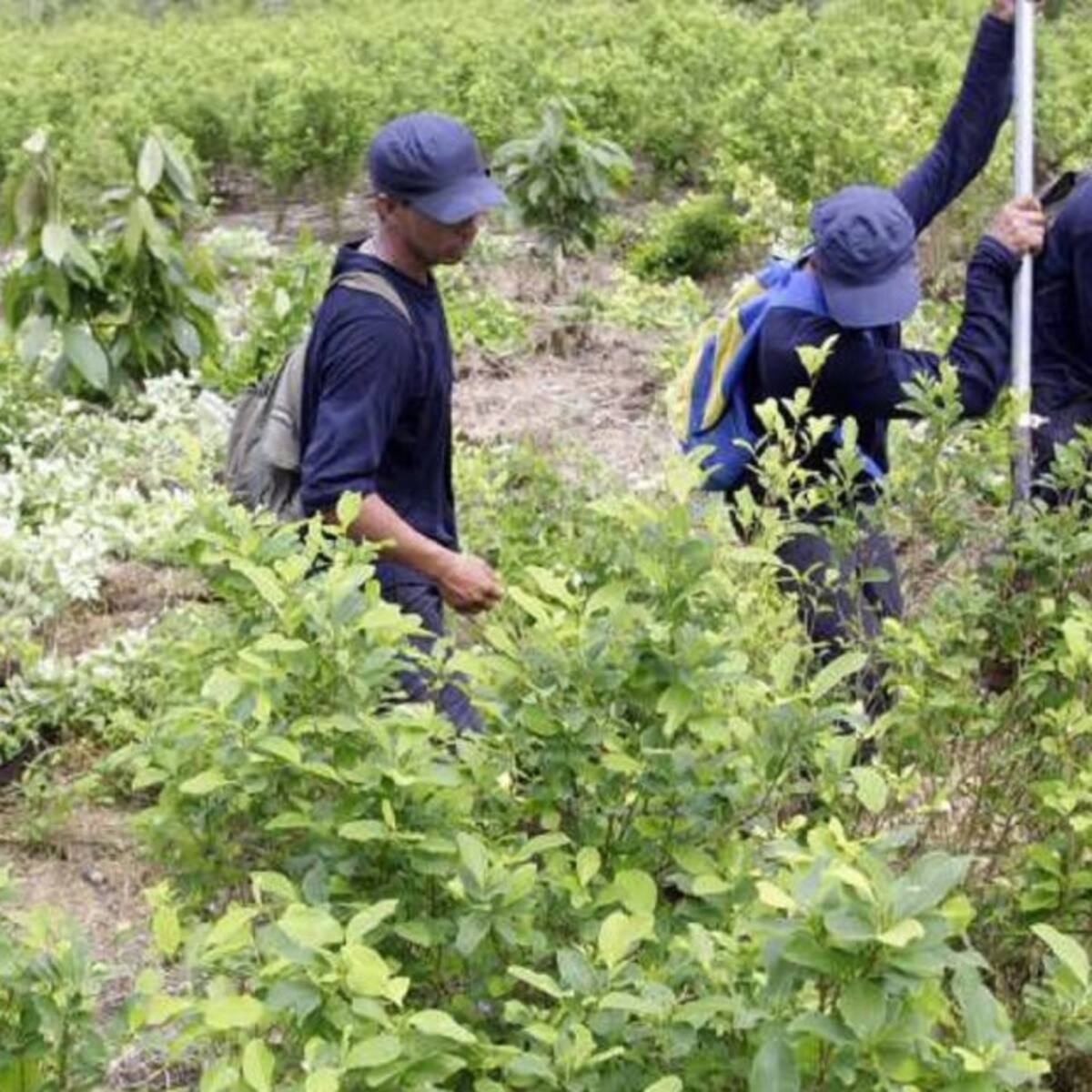 Proponen fondo común para sustitución de cultivos ilícitos en el Valle