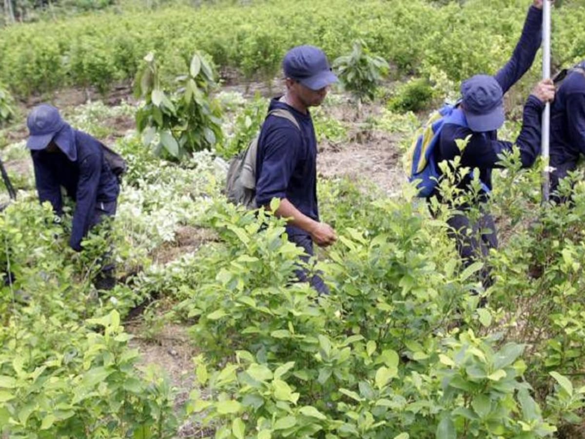 Proponen fondo común para sustitución de cultivos ilícitos en el Valle