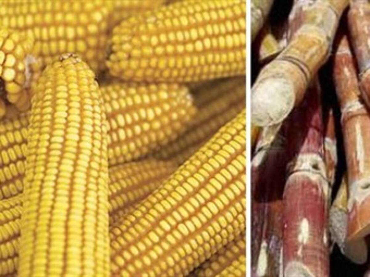 Los biocombustibles contaminan más que el diesel, según estudio