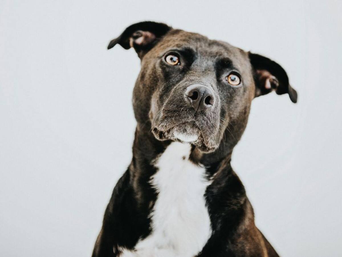 Perro que conducía un auto fue detenido por exceder la velocidad