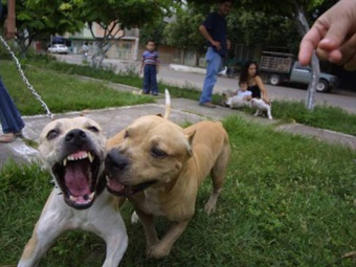 Normatividad en circulación de perros potencialmente peligrosos