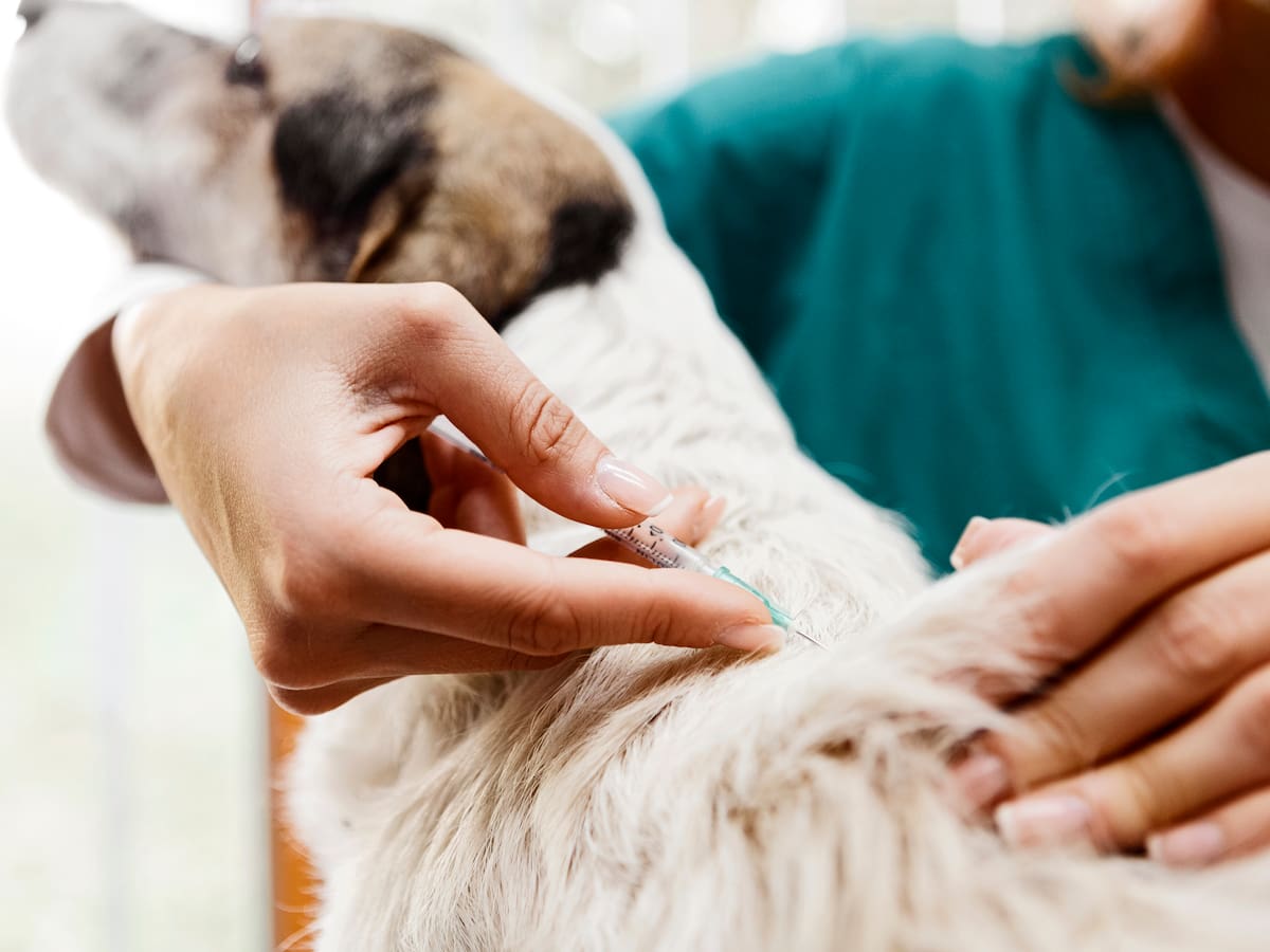 ¡Agéndese! Jornada de vacunación gratuita para mascotas: fechas y puntos habilitados