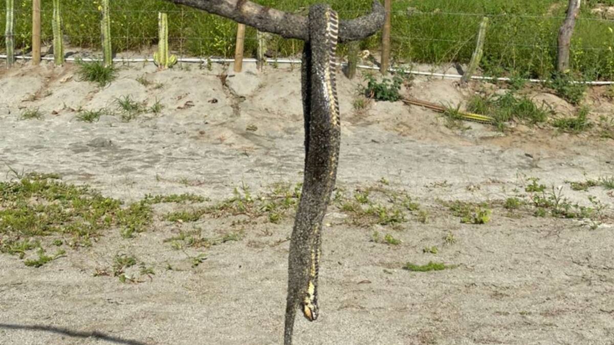 ¡Tremendo susto! Serpiente mordió a un turista en una playa de Santa Marta
