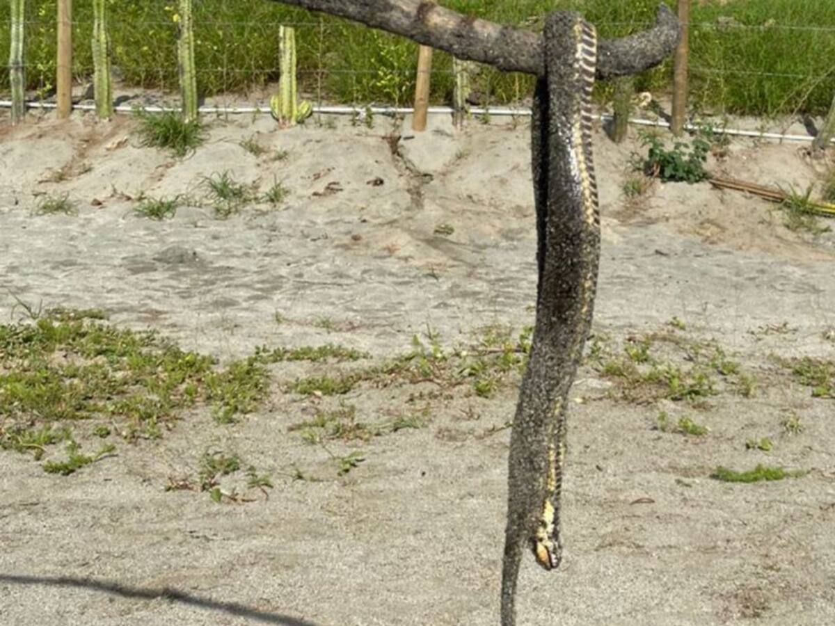 ¡Tremendo susto! Serpiente mordió a un turista en una playa de Santa Marta