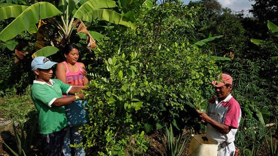 Proponen que el Gobierno compre hoja de coca a los campesinos. Foto: Colprensa