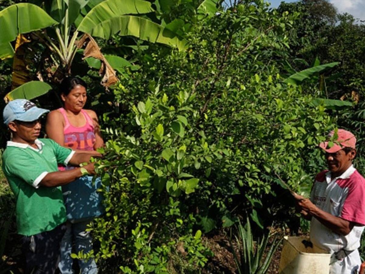 Proponen que el Gobierno compre hoja de coca a los campesinos
