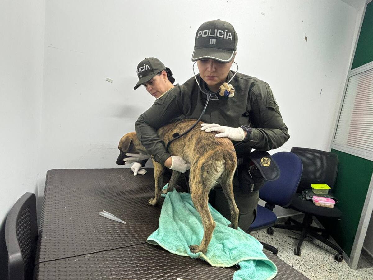 Bizcocho, el perrito víctima de maltrato, será adoptado por la Policía Antioquia