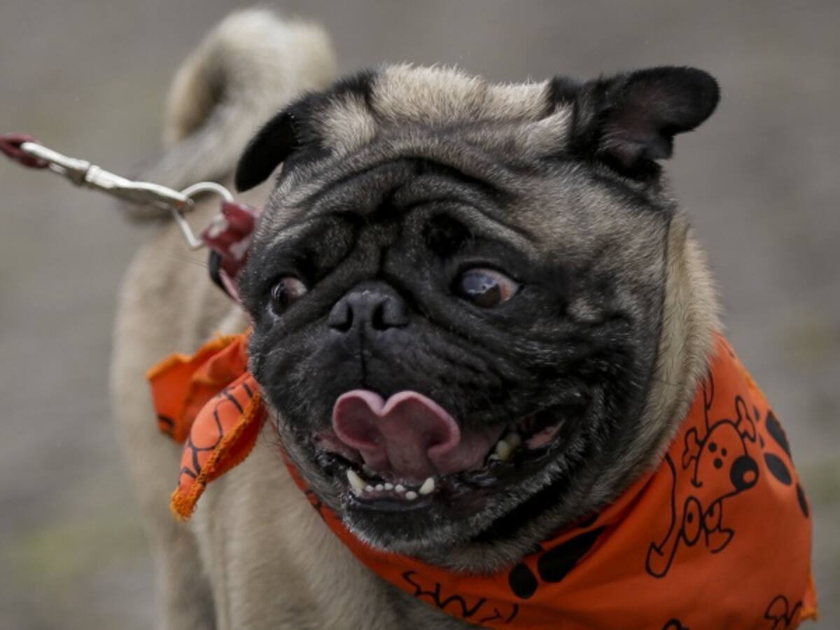 Animales son seres sintientes: Corte Constitucional