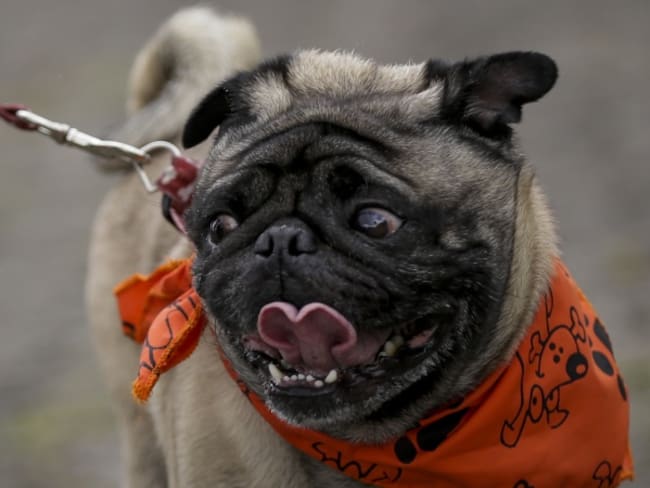 Animales son seres sintientes: Corte Constitucional