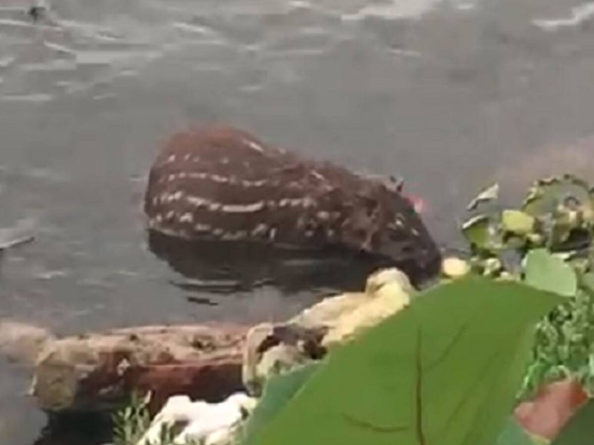 Rescatan una guartinaja en la Bahía de Cartagena