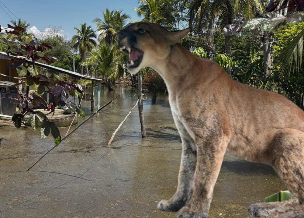Rescatan a un puma concolor en medio de la emergencia por las inundaciones en Córdoba. Foto: prensa CVS.