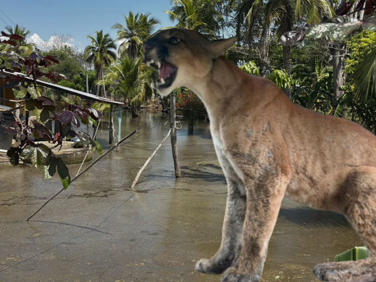 Rescatan a un puma concolor en medio de la emergencia por las inundaciones en Córdoba