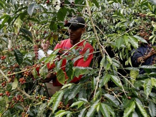 Minagricultura dice que la constituyente revisará la institucionalidad cafetera