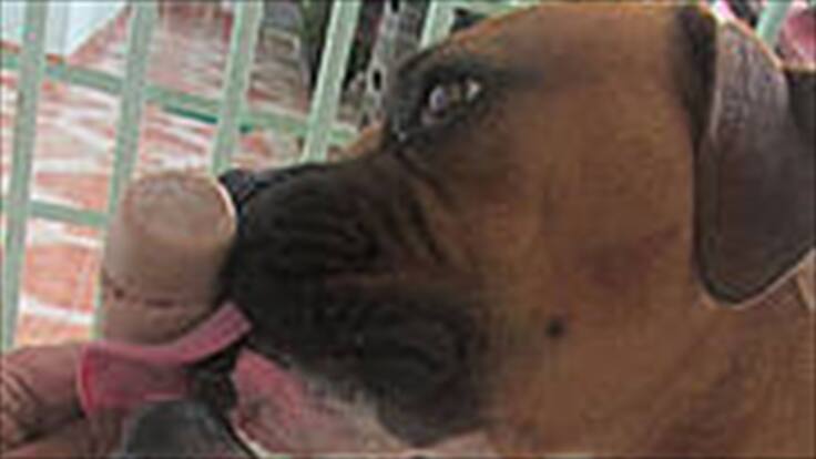 Crean helados exclusivos para perros