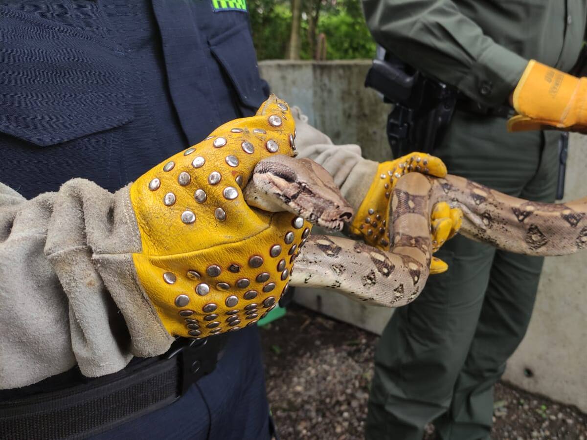 ¿Cuántas boas constrictor ha rescatado la CRQ y la Policía ambiental en el Quindío?