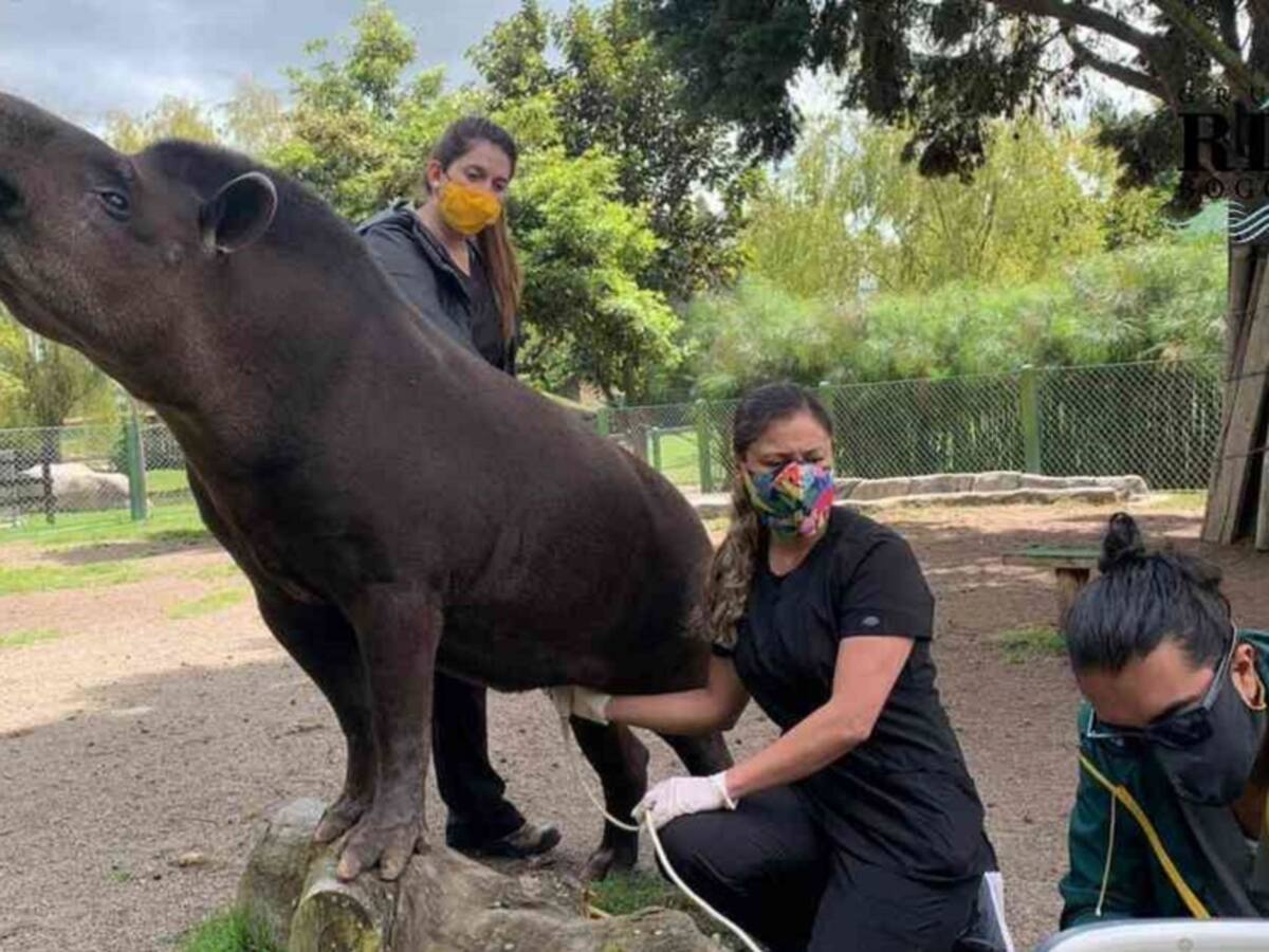 Parque Jaime Duque anuncia que nacerá una danta amazónica