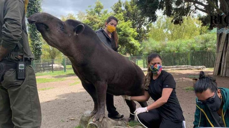 Parque Jaime Duque anuncia que nacerá una danta amazónica