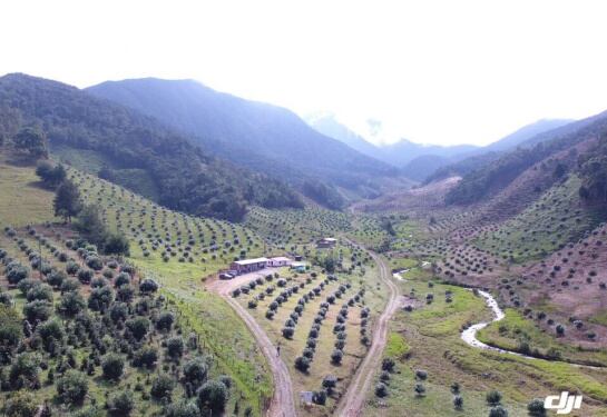 Cultivos de aguacate hass