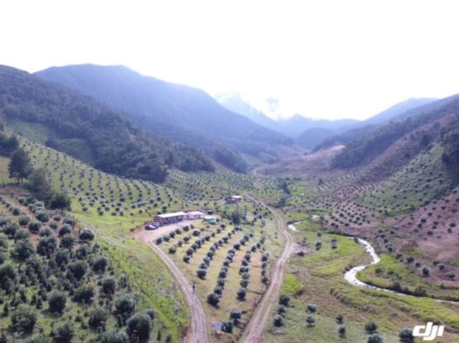 Cultivos de aguacate hass