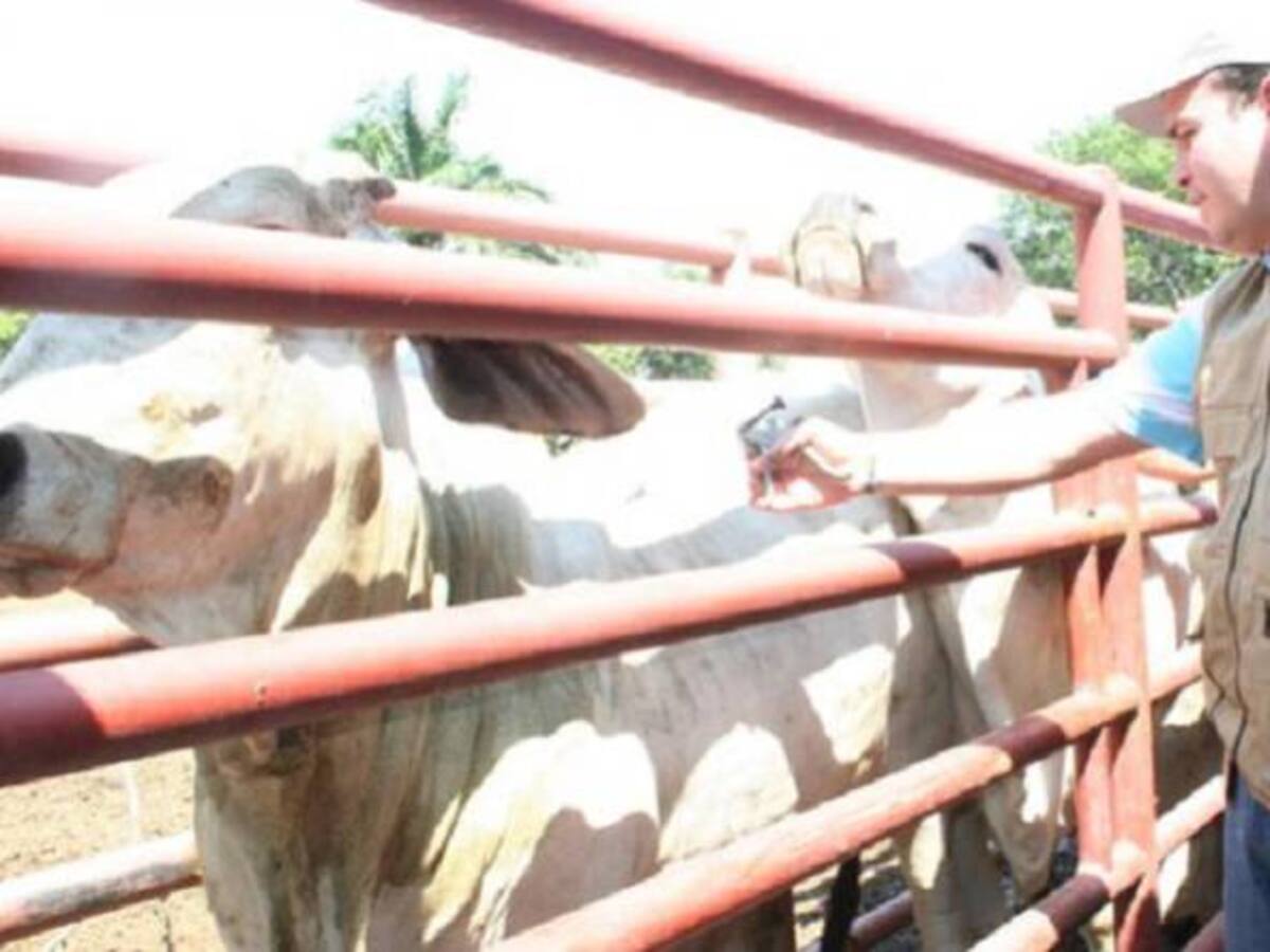 En Antioquia extreman medidas contra la brucelosis bovina