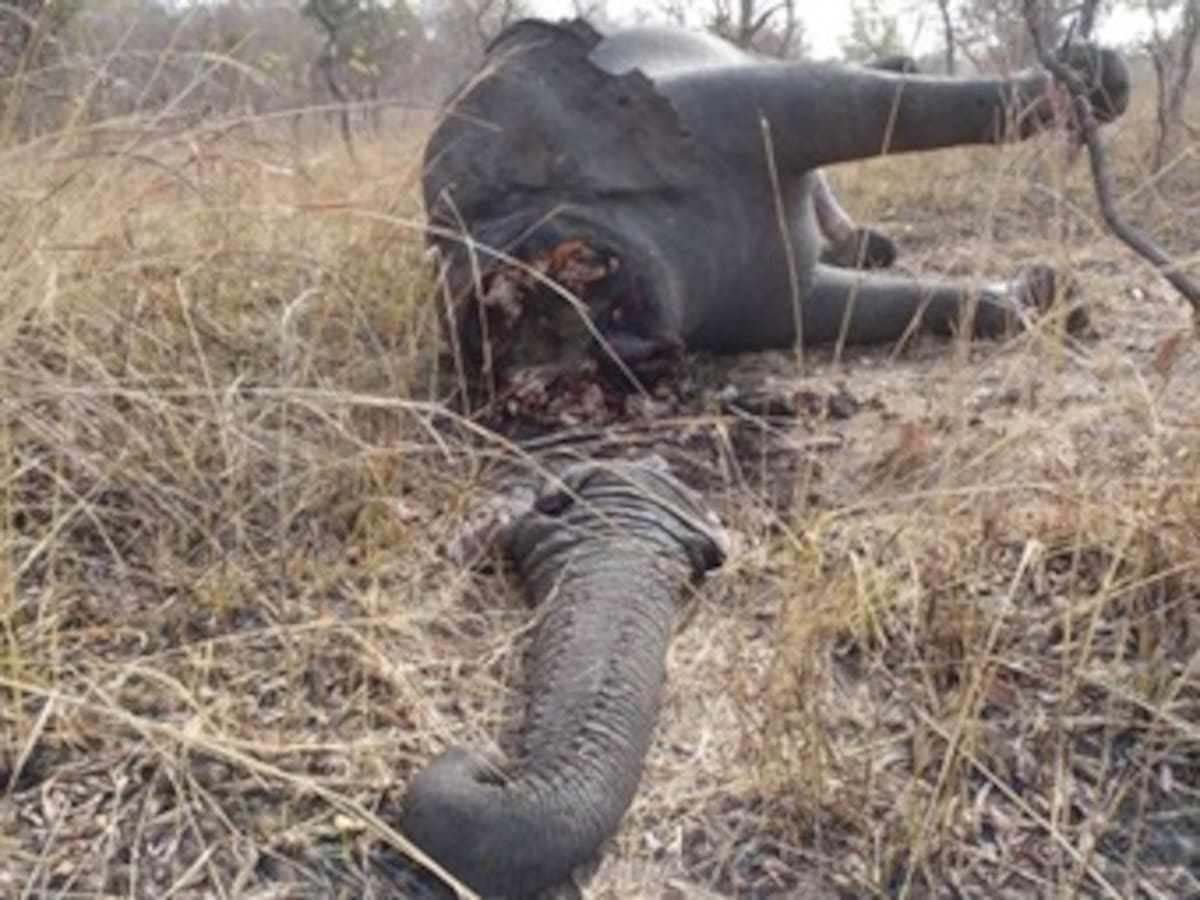 Matanza de 200 elefantes en Camerún