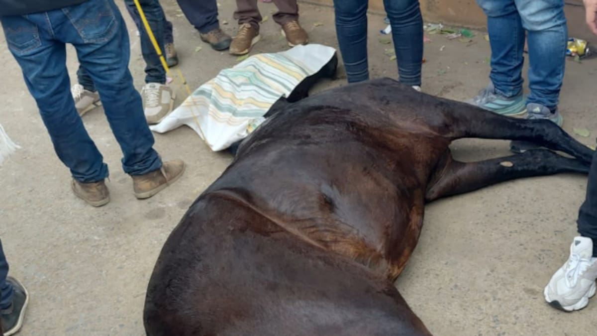 Un caballo murió durante una cabalgata en Villanueva, Santander