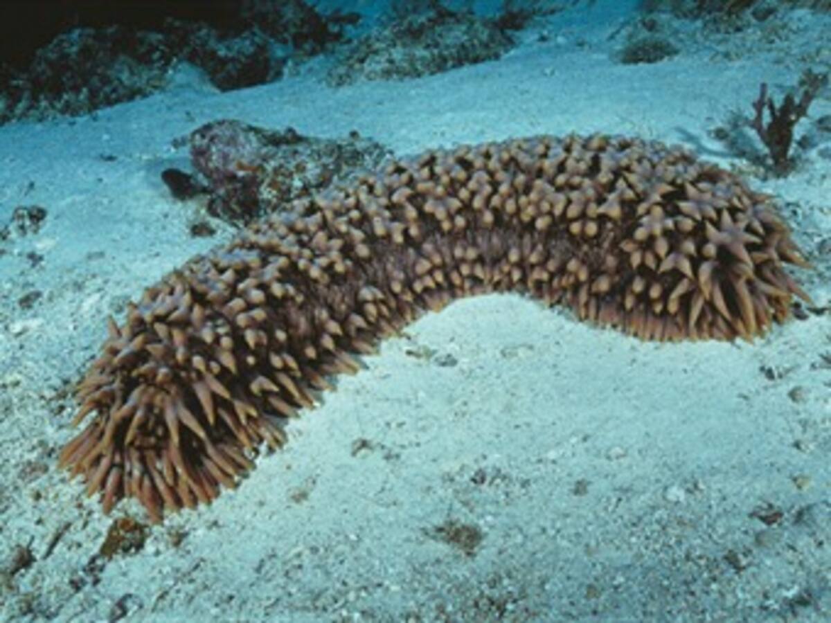 El pepino de mar defiende a los arrecifes coralinos del cambio climático