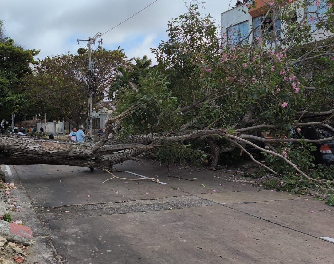 La caída de uno de los árboles. Foto: tomada de redes sociales.