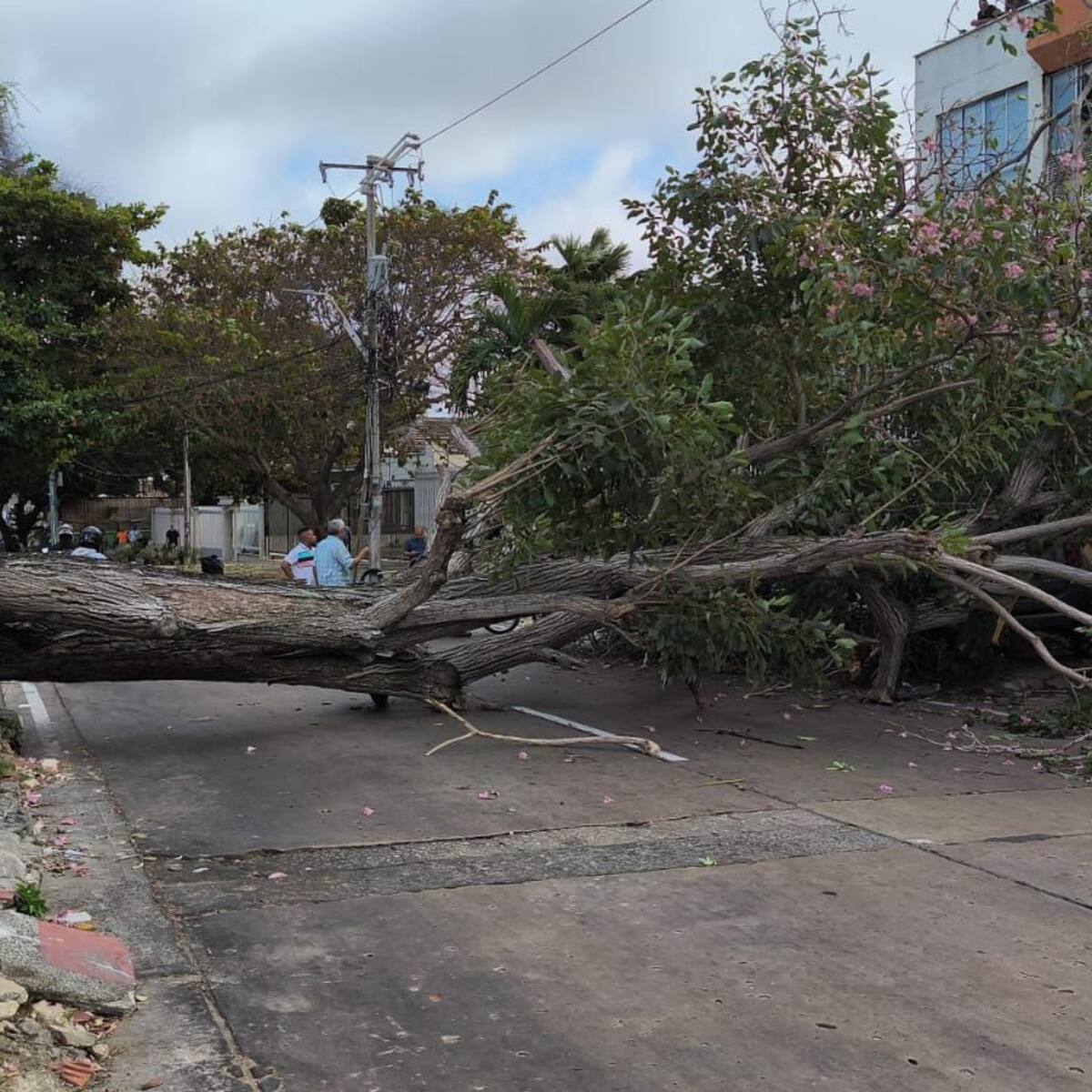 Fuertes vientos causan caídas de árboles en el norte de Barranquilla: hubo carros afectados
