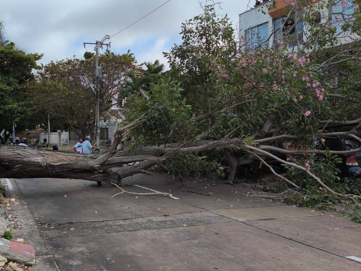 Fuertes vientos causan caídas de árboles en el norte de Barranquilla: hubo carros afectados