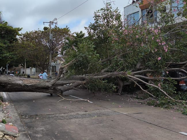 La caída de uno de los árboles. Foto: tomada de redes sociales.