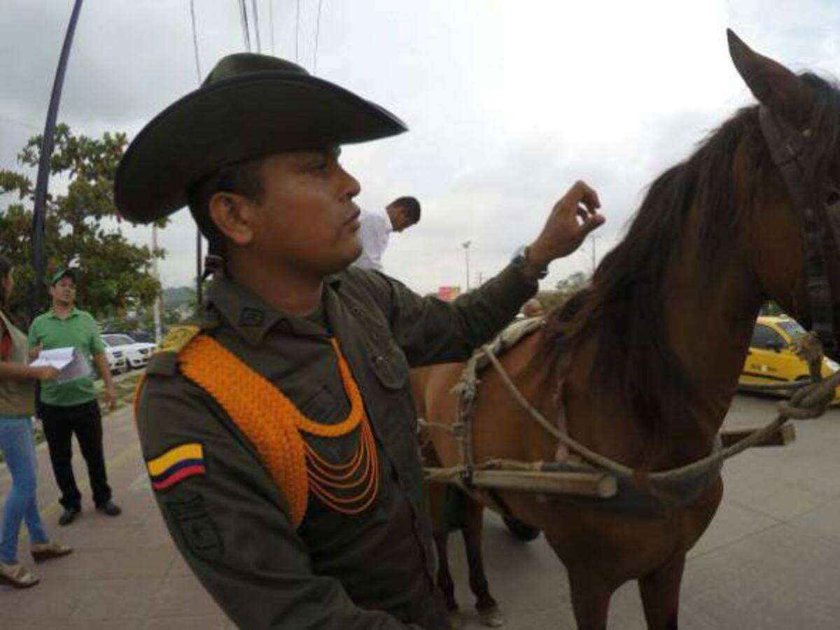 Alcaldía de Cartagena promete cumplir decreto que regula caballos cocheros