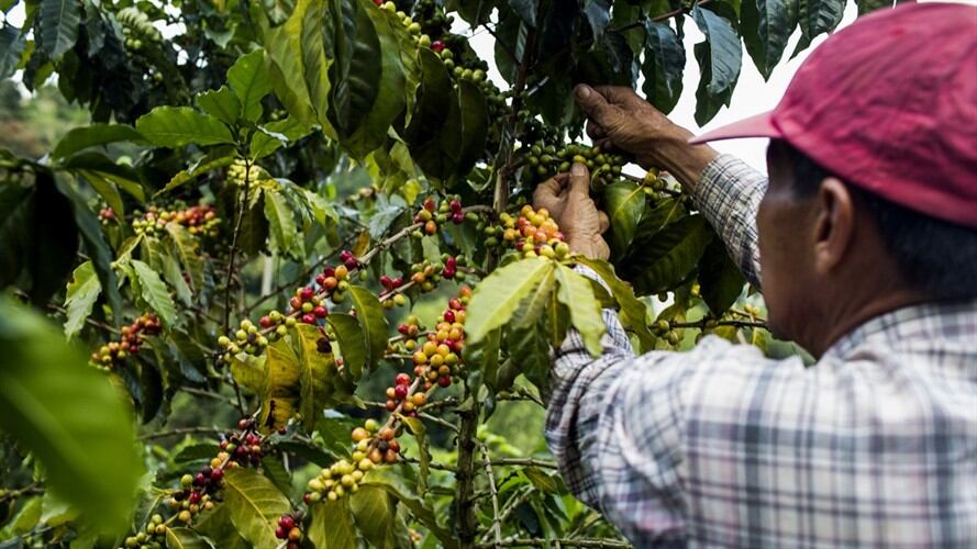 El sector cafetero busca denunciar los graves problemas que afrontan en materia económica. Foto: Getty Images