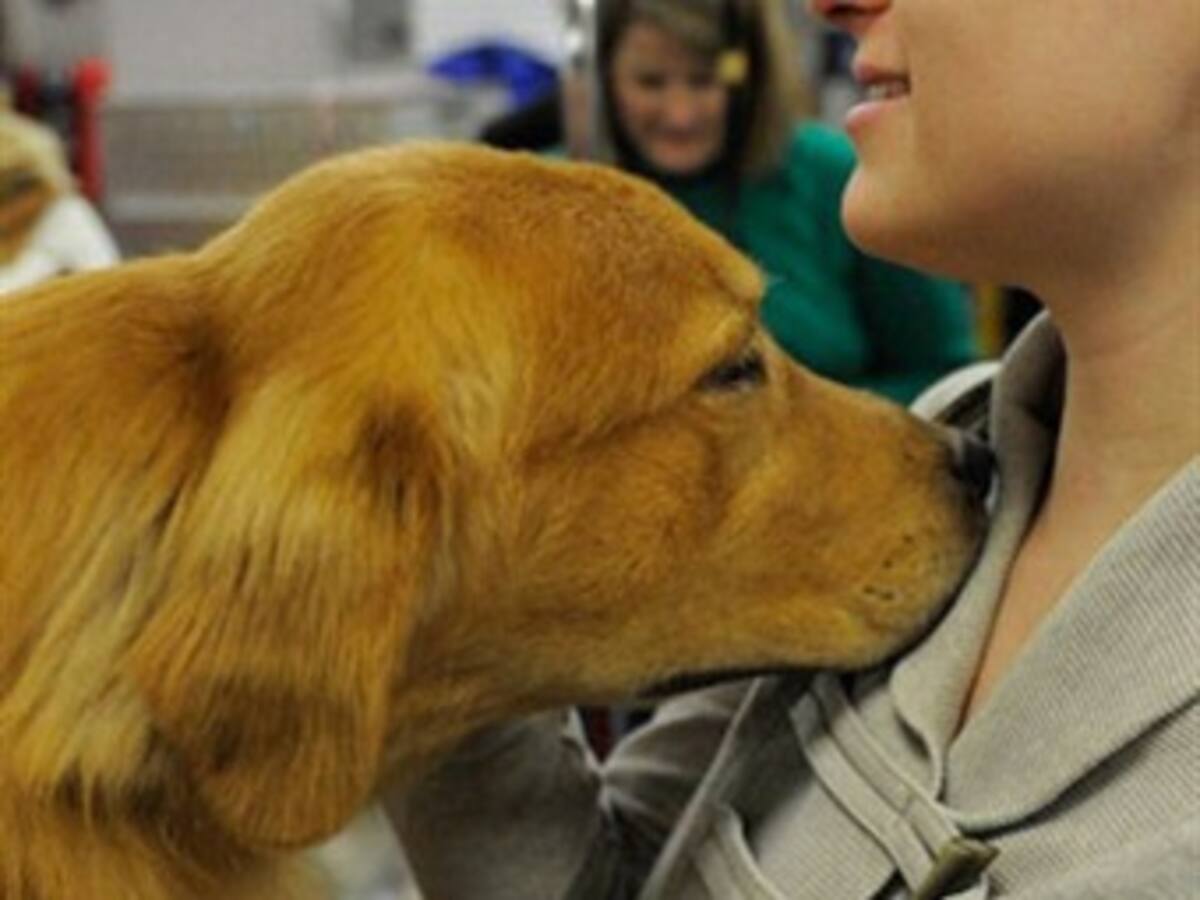 Un estudio revela que los perro pueden detectar el cáncer de pulmón