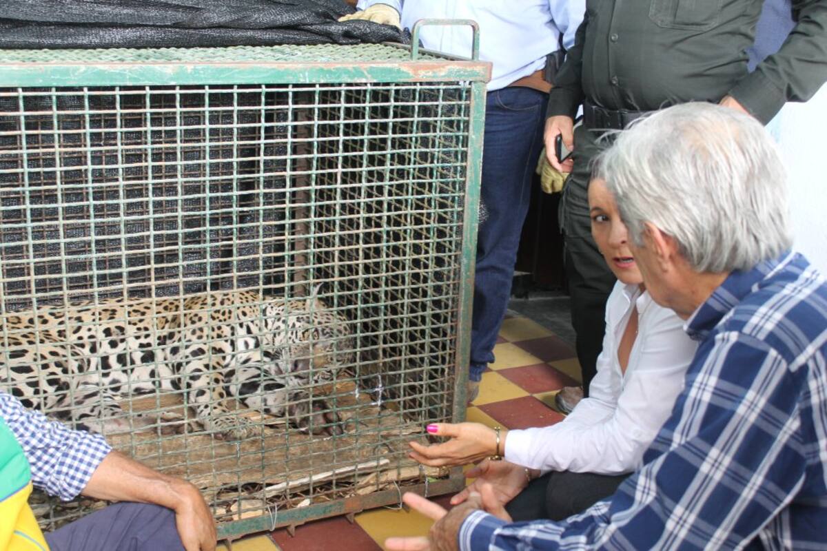 Hoy, después de un mes, el jaguar que dieron en llamar Cimarrón se ha convertido en toda una atracción para los santandereanos porque resultó ser un ejemplar fuerte, lleno de vigor, agresivo como lo deben ser los de su especie, y ante todo, es la clara demostración del poder de la fauna de Santander.