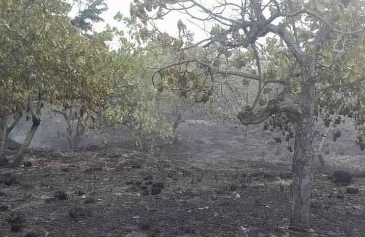 Incendio en cultivos de marañón en Chinú, Córdoba.