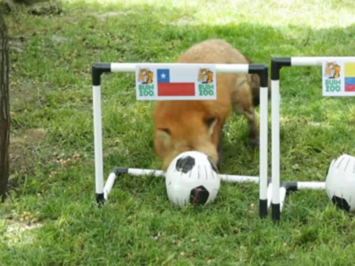 Zorro Zincha elige a Chile como ganador en partido ante Colombia