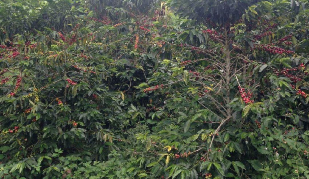 Bajan los pronósticos de la producción cafetera por el aumento de lluvias