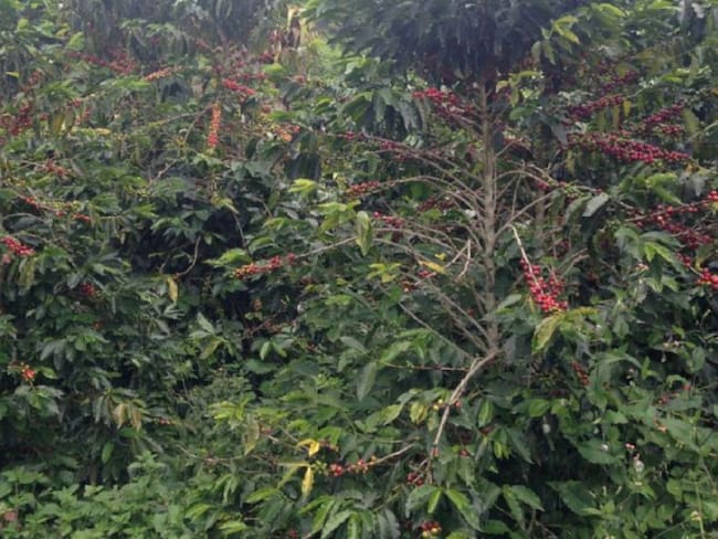 Bajan los pronósticos de la producción cafetera por el aumento de lluvias
